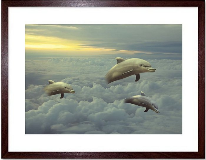 Dolphin Art Framed Prints